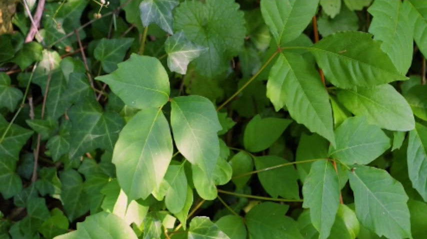 Video thumbnail for Poison ivy season underway as doctors share prevention and treatment tips