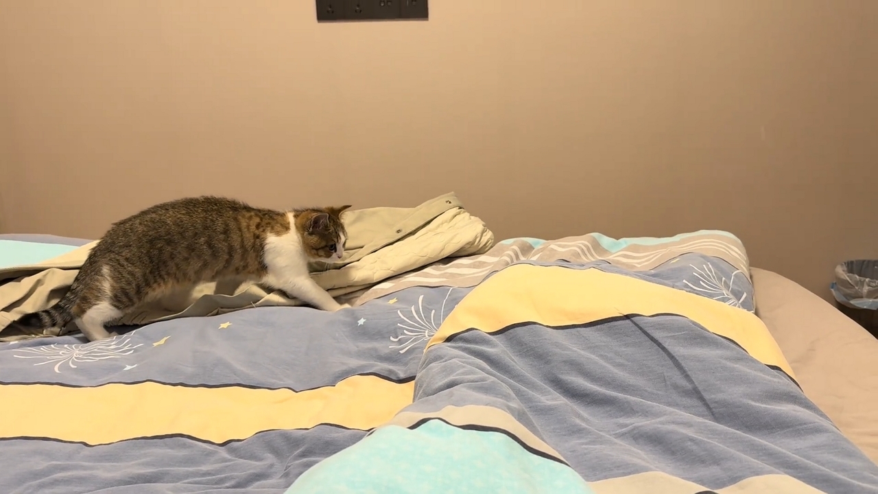 Video thumbnail for Cat Jump Scared by Moving Leg Under Blanket
