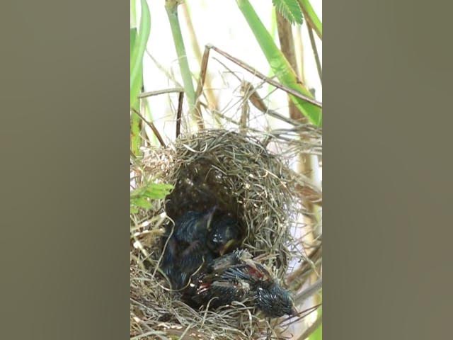 'Video thumbnail for Grown Bird Sleep'