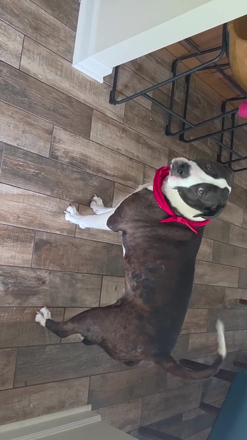 Video thumbnail for Pit Bull Tux Gets Excited for a Sunny Lake Boat Ride