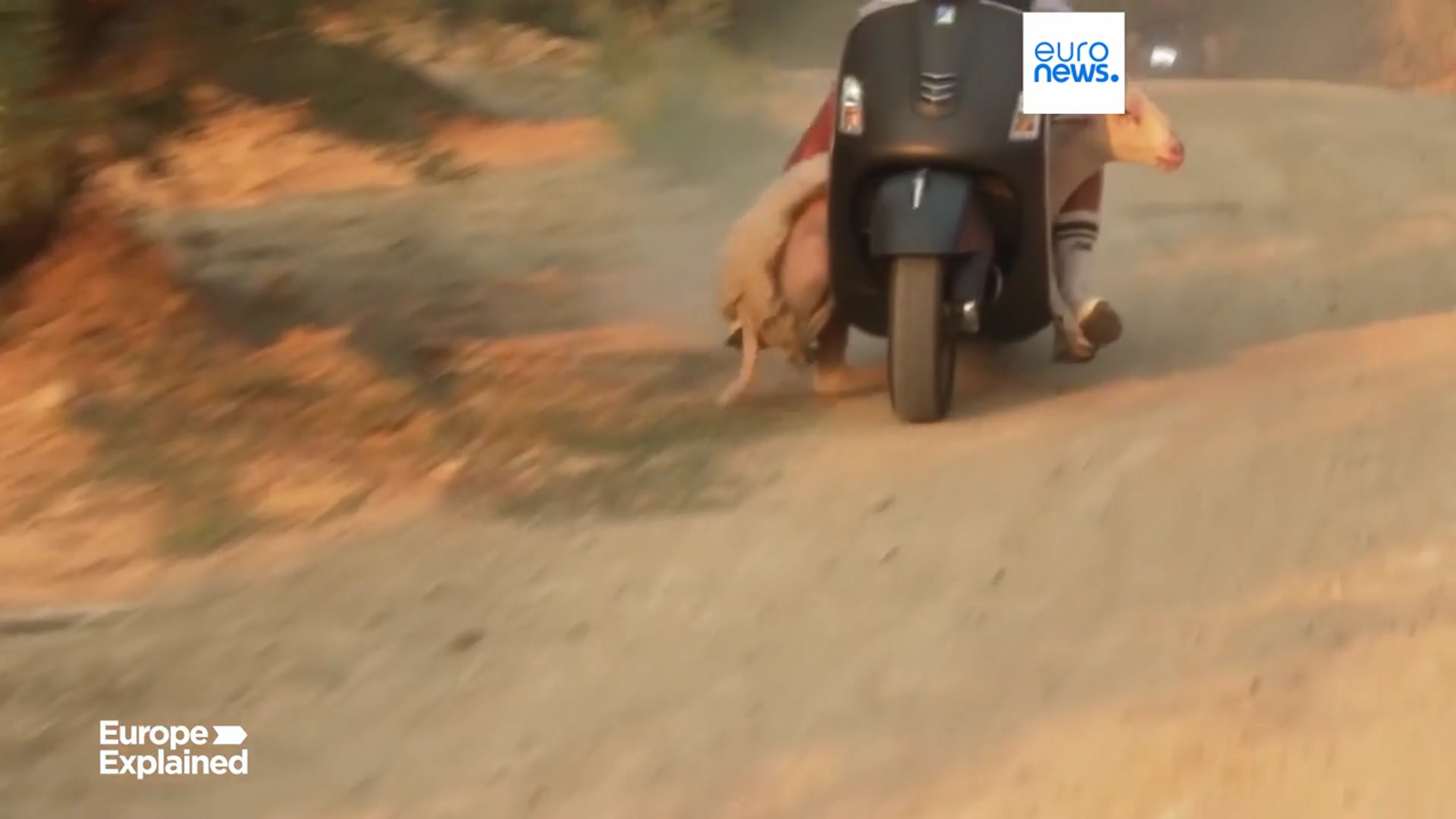 'Video thumbnail for Fires in Greece: helping the animals'