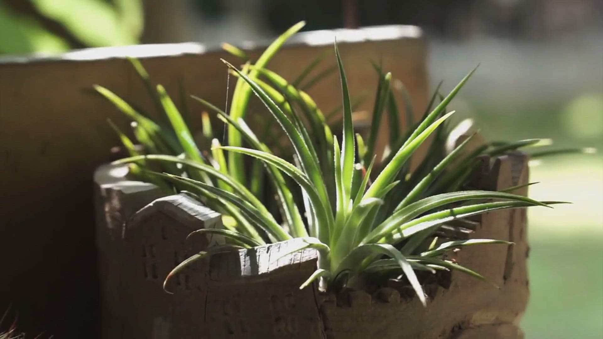 'Video thumbnail for Best Plants for Bedroom'