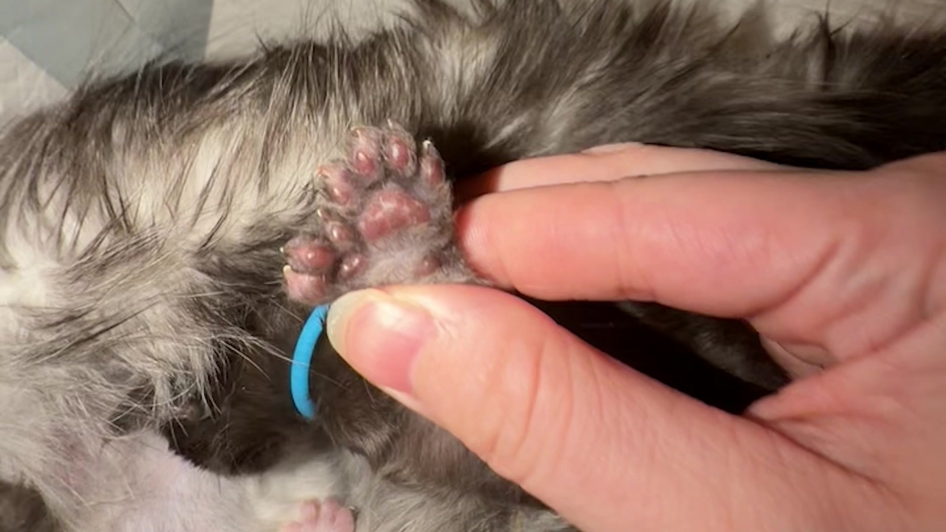 Video thumbnail for Most toes on a cat