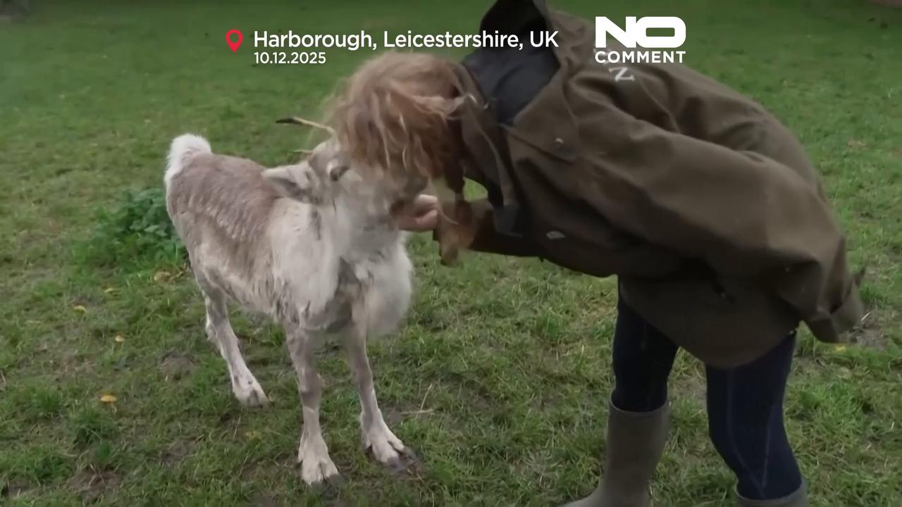 Video thumbnail for Reindeer Lars, hand-raised in UK, joins herd and prepares for Christmas