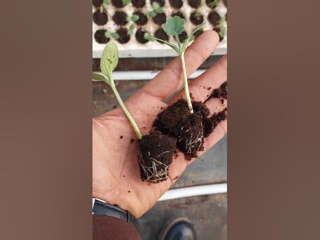 Video thumbnail for مجموعة المناصير الترا رش ورقي سماد مخصب طبيعي وقائي مستخرج من الصخور البركانية