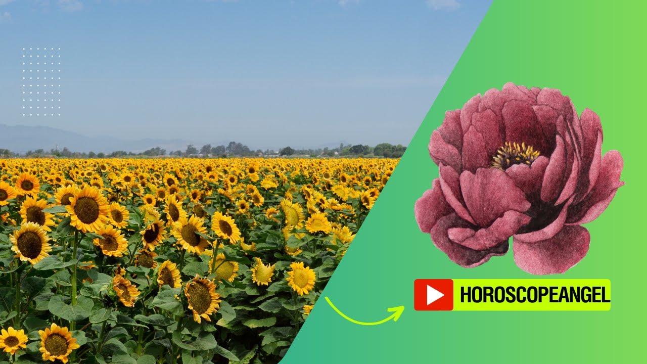 'Video thumbnail for Soñar con flores grandes: video blog'