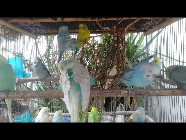 Video thumbnail for Cute Budgies in Love 💕🐦  Sweet Chirping Sounds That Bring Joy