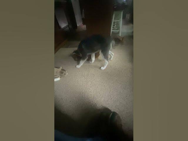 Video thumbnail for Puppy Showdown! #husky #daschound #puppy