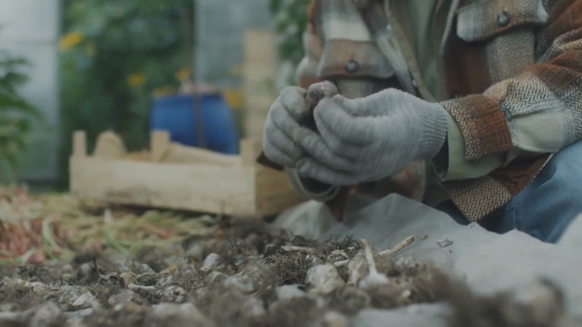 'Video thumbnail for How to Grow Garlic Successfully'
