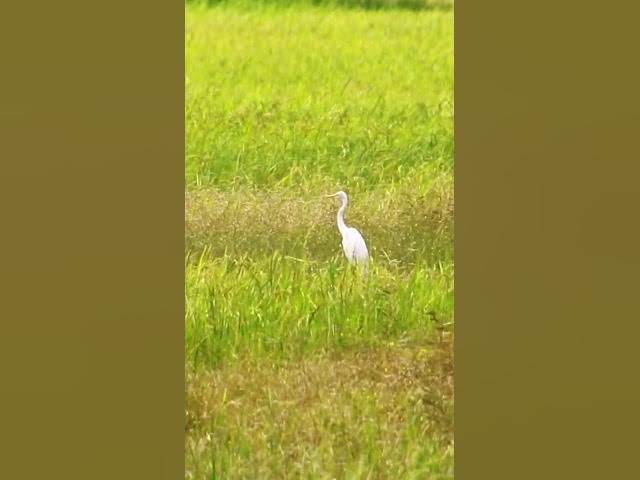 Video thumbnail for White Bird Catch Snail WB 07 #bird #birds #shortbird #viralbirds