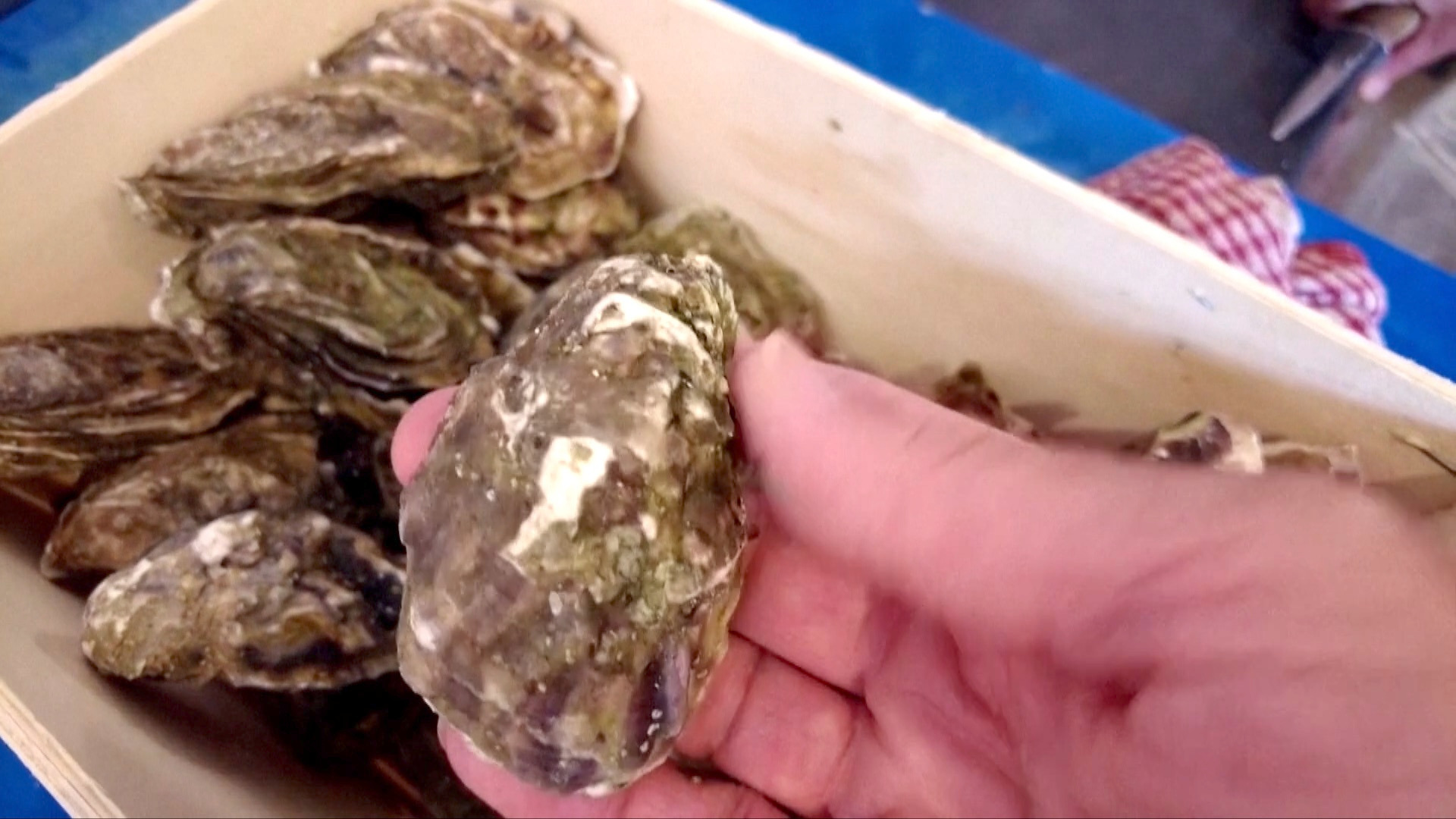 Video thumbnail for Oyster Shells Could Replace Concrete in Future Buildings