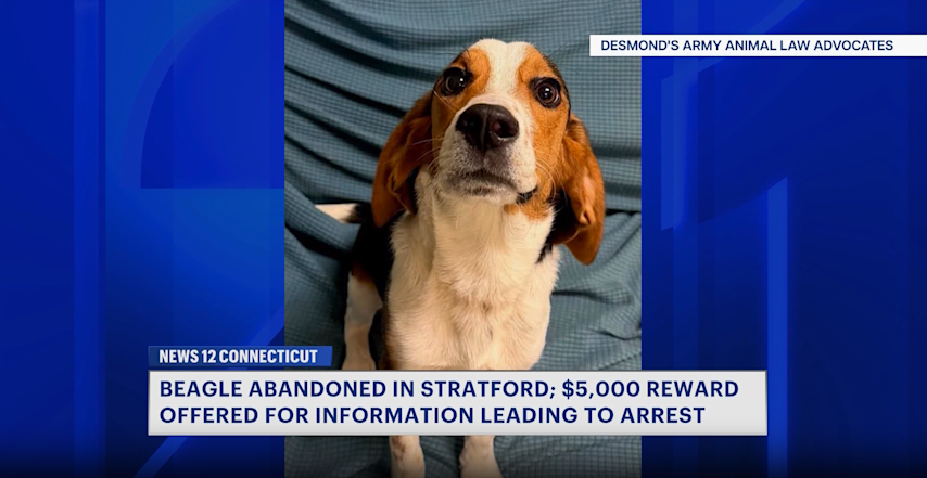 Video thumbnail for $5,000 reward for information leading to arrest of man who abandoned dog in Stratford