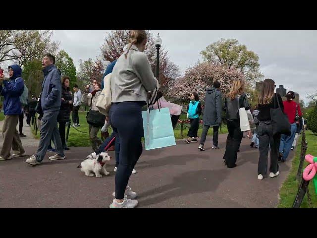 'Video thumbnail for 💥Boston Public Garden Take A Look Around - Saturday Chill🌷🪻🌹💐🌺🌳🦆Picnics, Weddings, SELFIE zone'