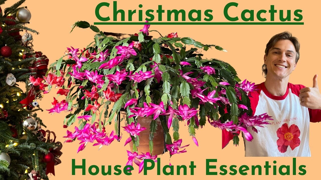 Video thumbnail for Christmas Cactus Plant Care & Flowering Tips - How to Grow Schlumbergera Successfully