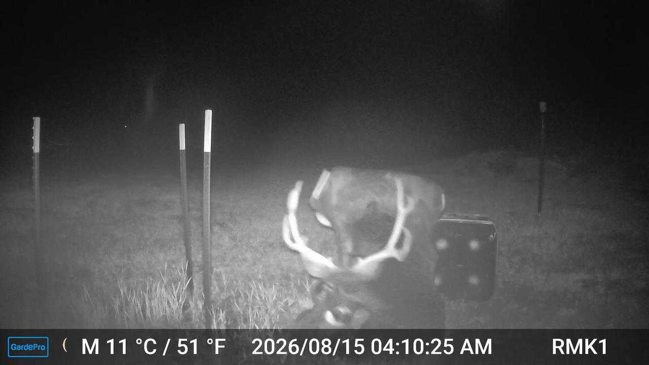 Video thumbnail for Two Young Bears Take Down Mule Deer Target
