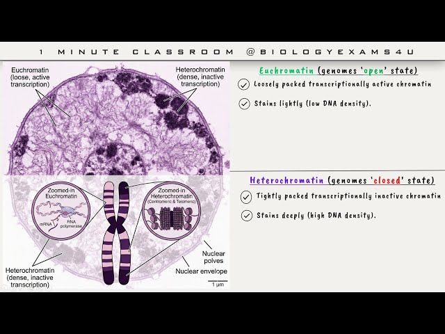 Video thumbnail for Difference between Euchromatin and Heterochromatin in 1 minute || Euchromatin vs Heterochromatin