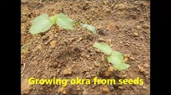 'Video thumbnail for Growing okra from seeds /How to grow lady's finger plant from seeds/Okra farming in your home garden'