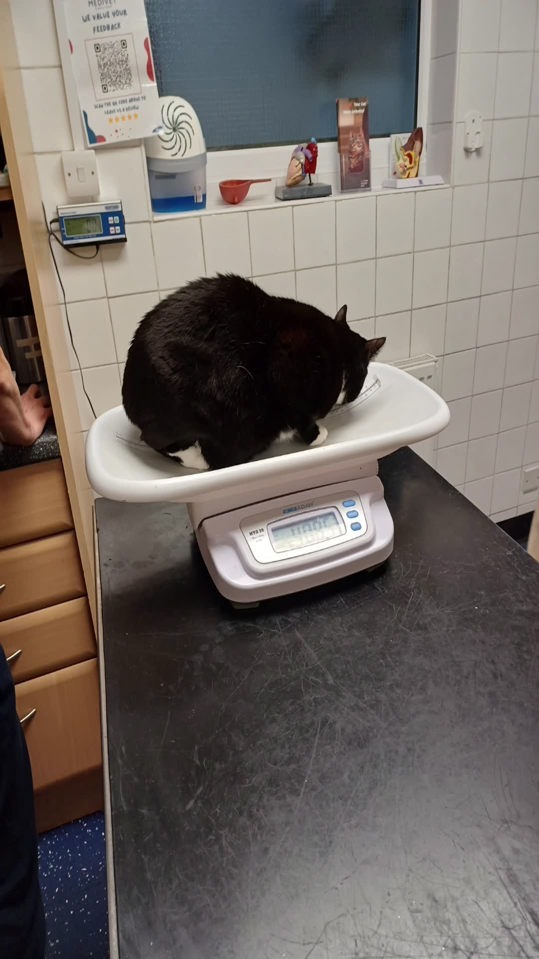 Video thumbnail for Cats