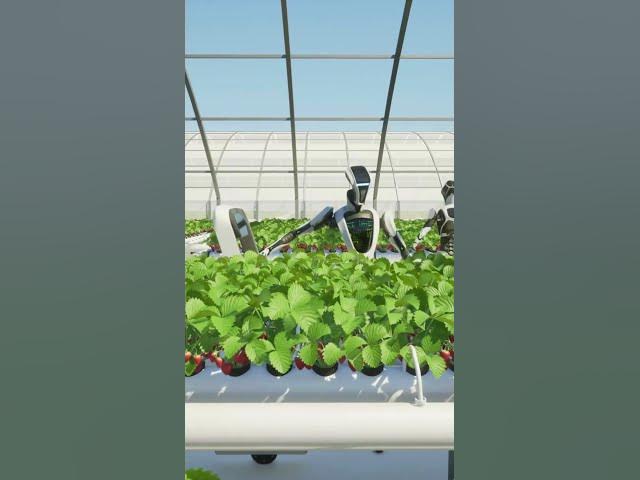 Video thumbnail for How To Plant Strawberries  #food #outdoors #strawberry