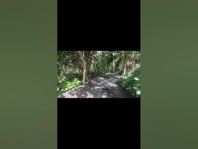 Video thumbnail for 🛕 Rice Fields & Hindu Shrine — Entrance to Ubud Monkey Forest, Bali