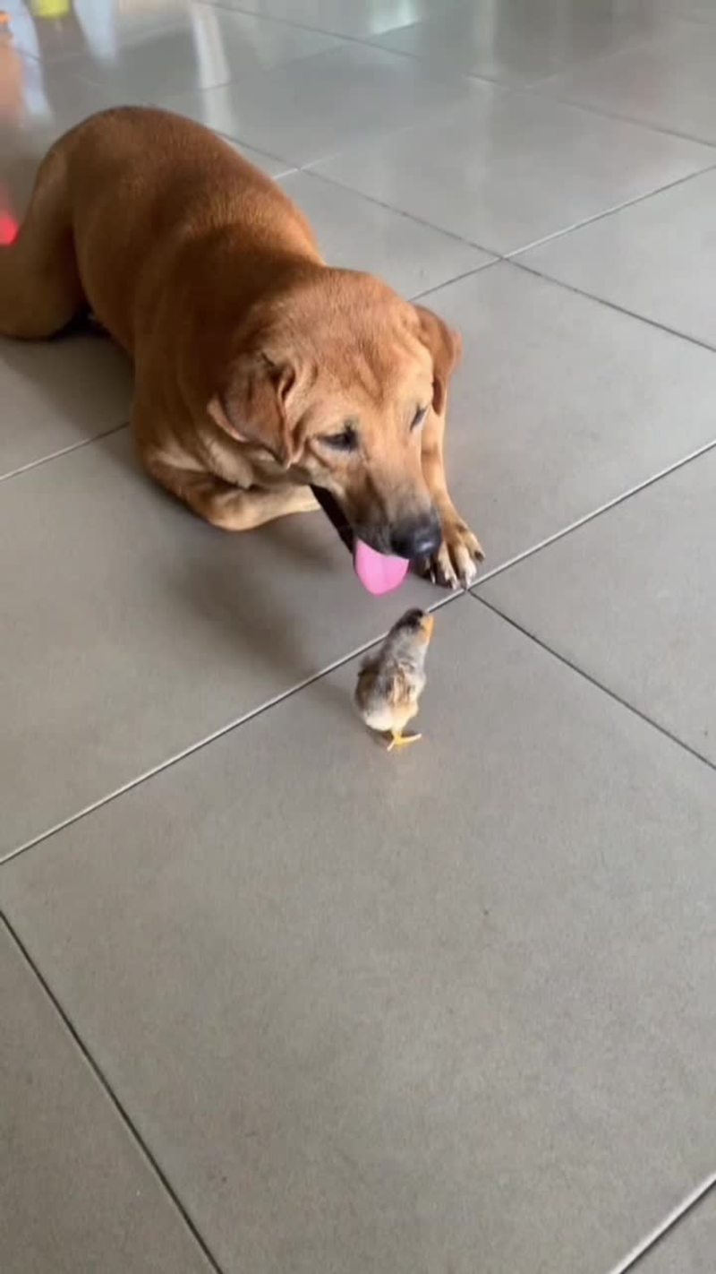 Video thumbnail for Gentle Dog and Tiny Chick Share an Adorable Friendship