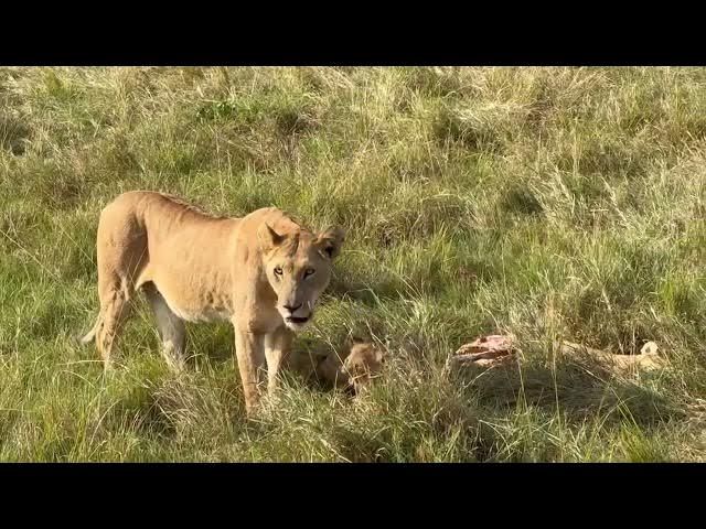 Video thumbnail for Lioness and her cubs in Mara North Conservancy