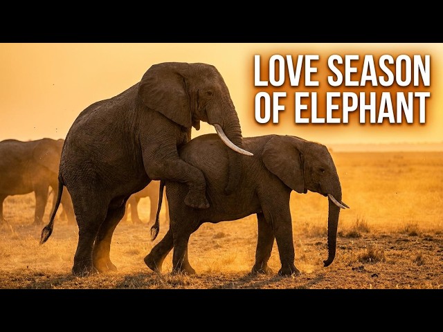 Video thumbnail for How Elephants Mate: The Most Majestic Ritual in the Wild