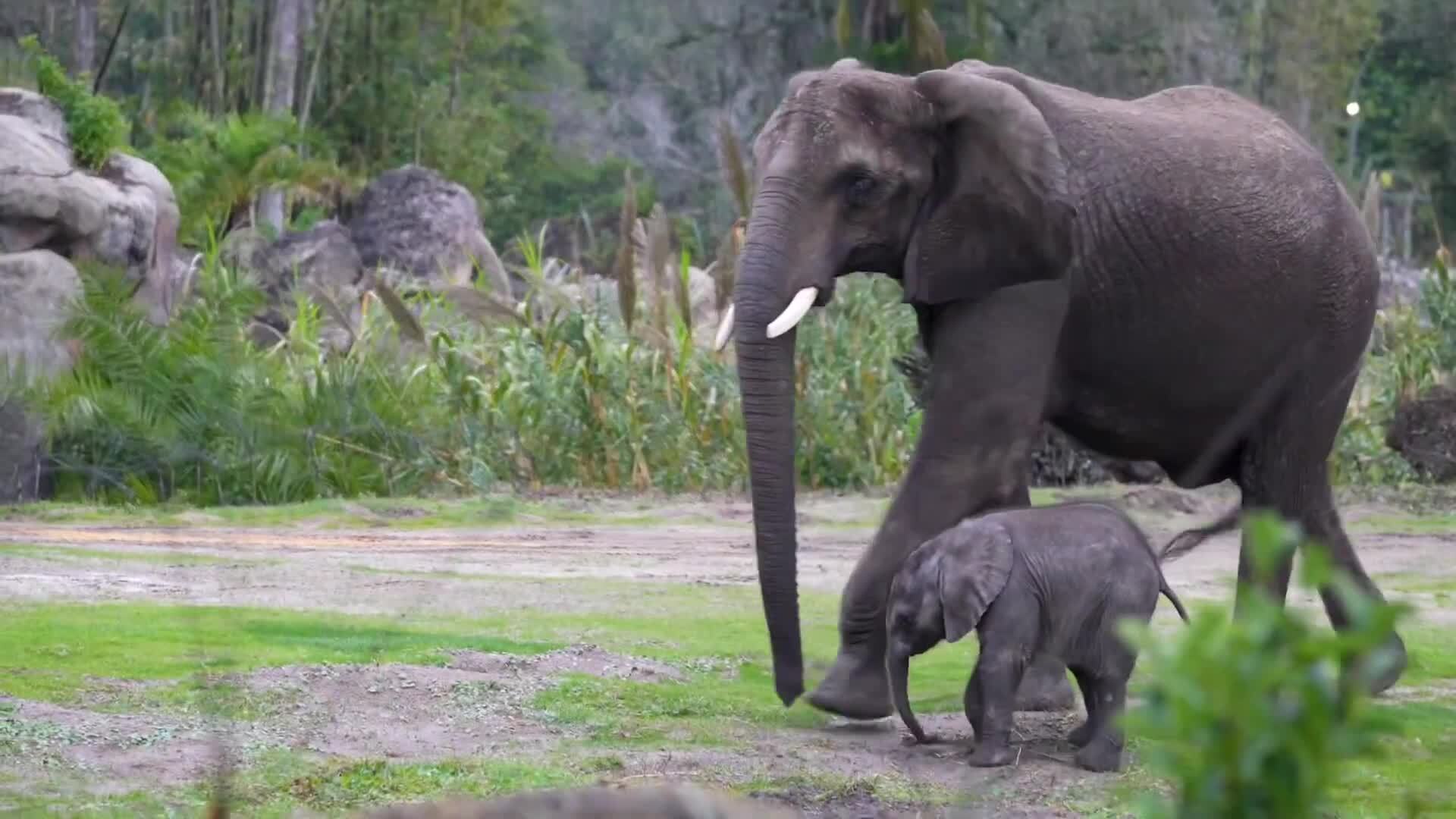 'Video thumbnail for African elephant “Corra” debuts on Disney’s Animal Kingdom Savanna'
