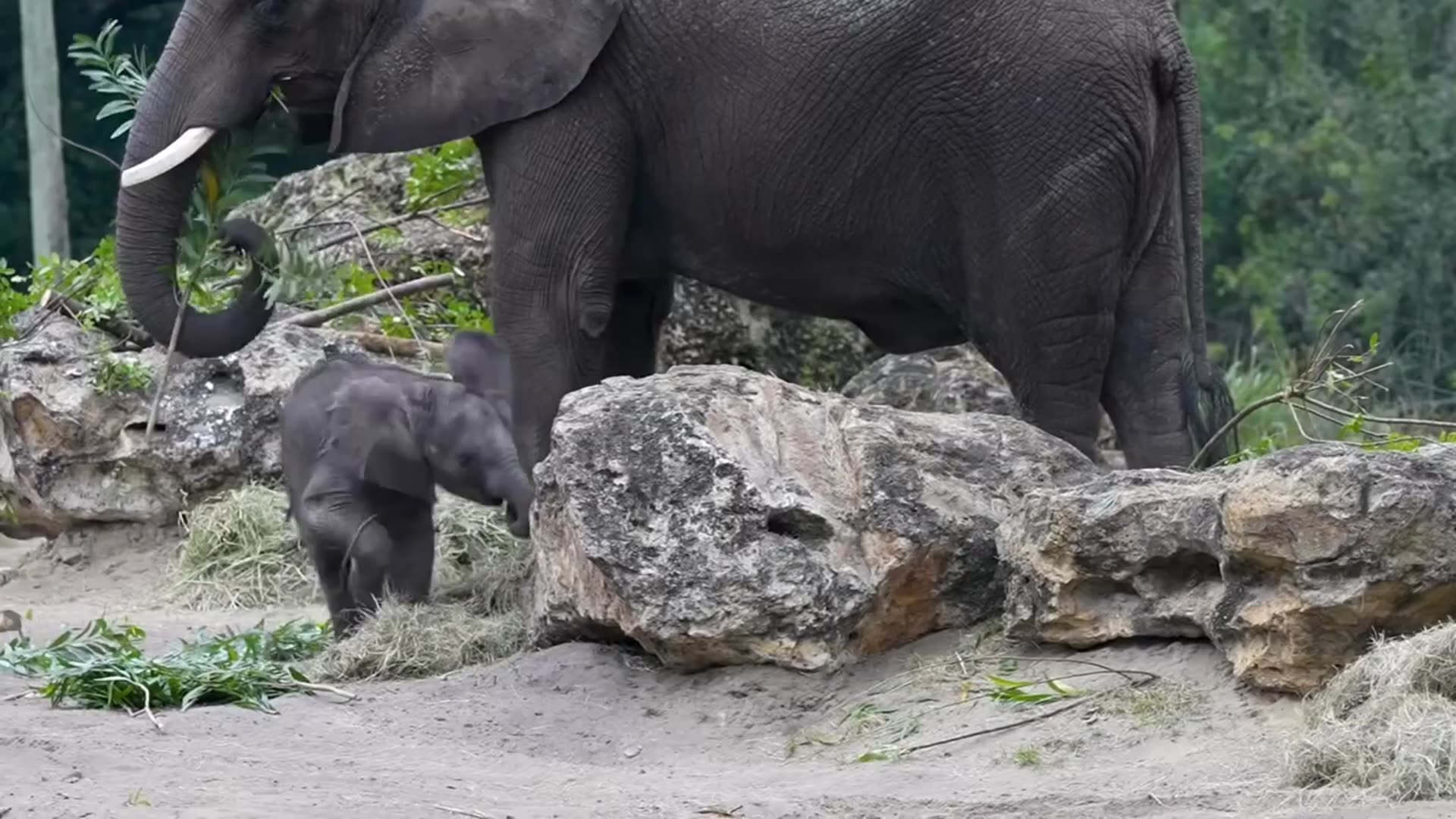 'Video thumbnail for African elephant “Corra” debuts on Disney’s Animal Kingdom Savanna'