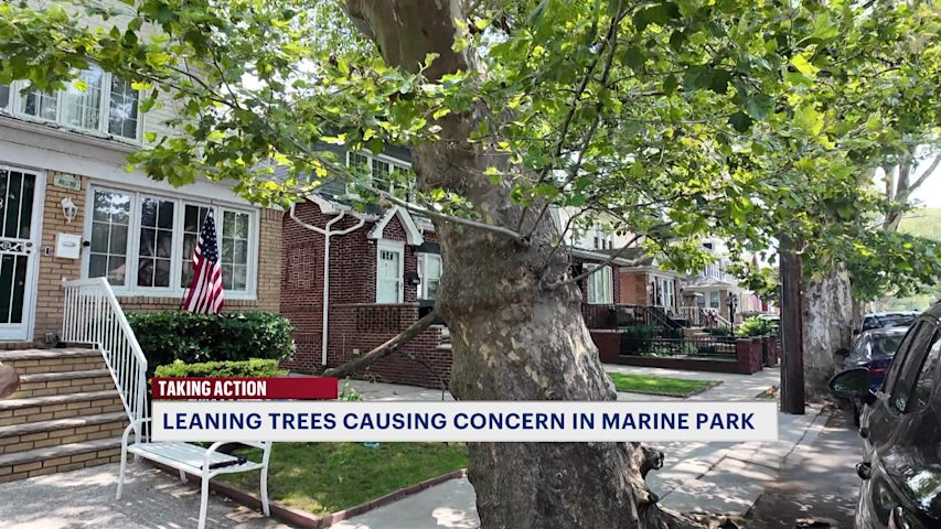 Video thumbnail for Marine Park residents raise concerns about aging trees