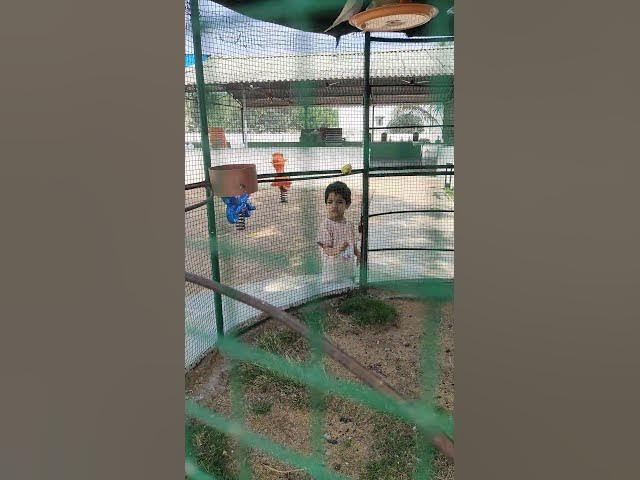 Video thumbnail for beautiful birds#ocean eyes#