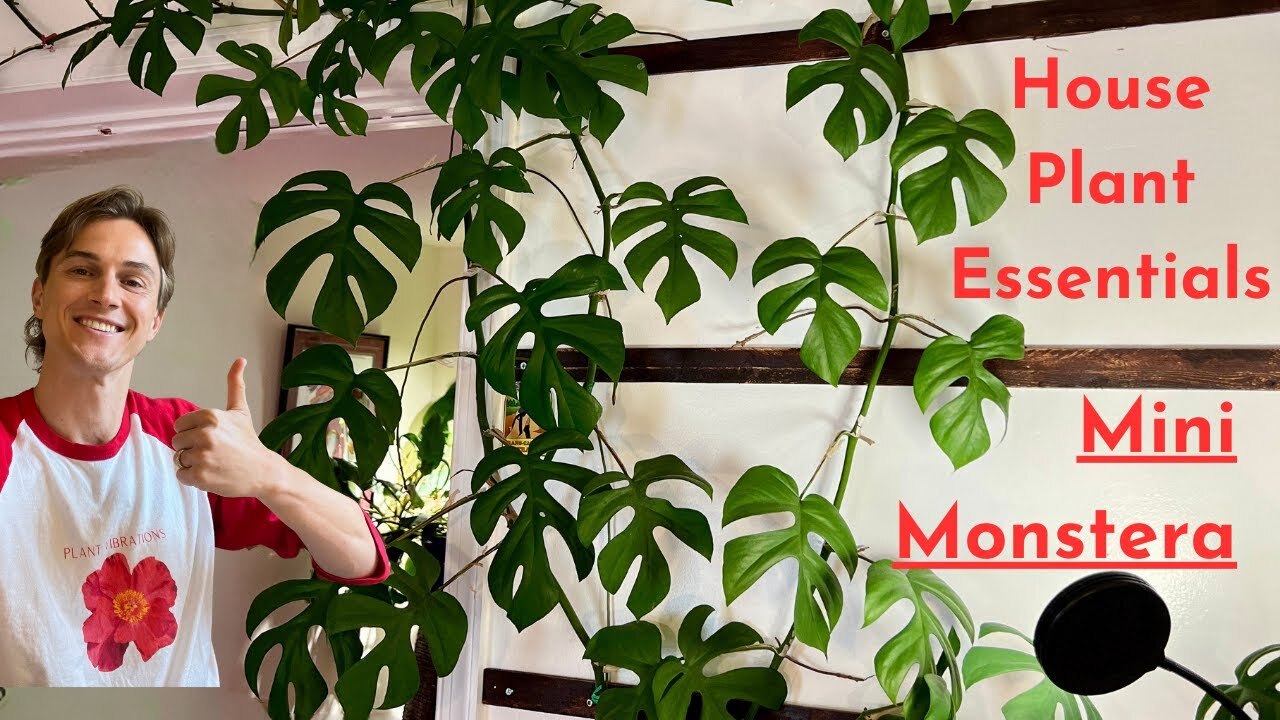 Video thumbnail for Grow Your MINI MONSTERA Plants like a Pro - How to Grow Rhaphidophora Successfully
