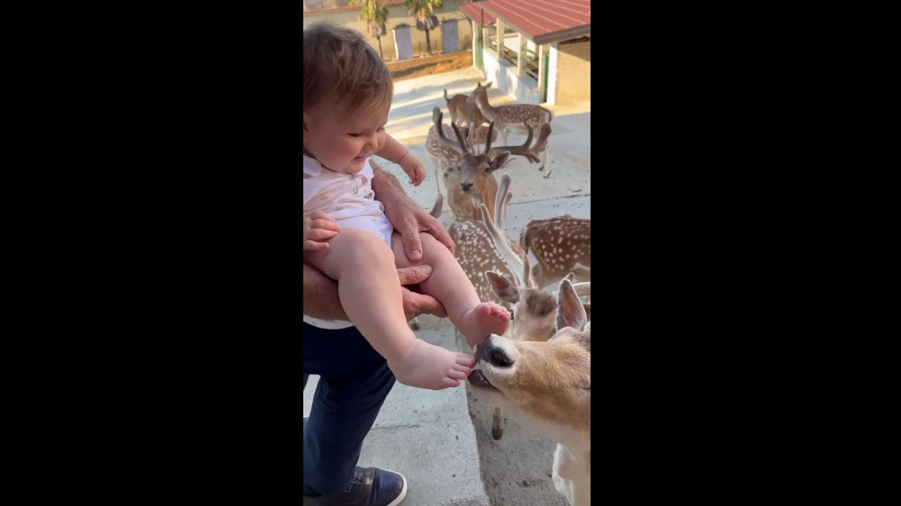 Video thumbnail for Grandpa and Baby Share a Magical Encounter With a Friendly Deer