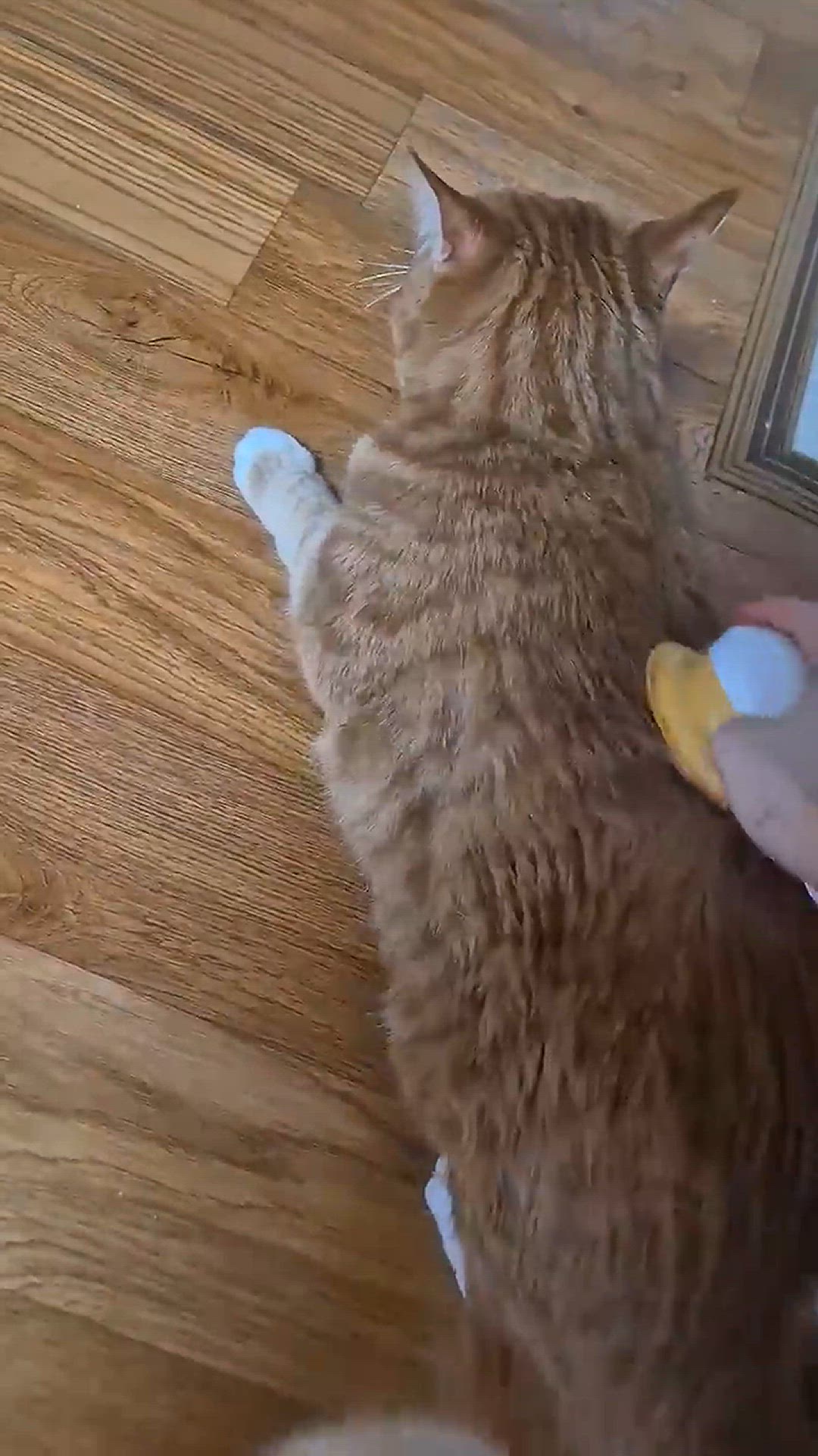 Video thumbnail for Cute pets Funny pets Pet care tips Best pets for home