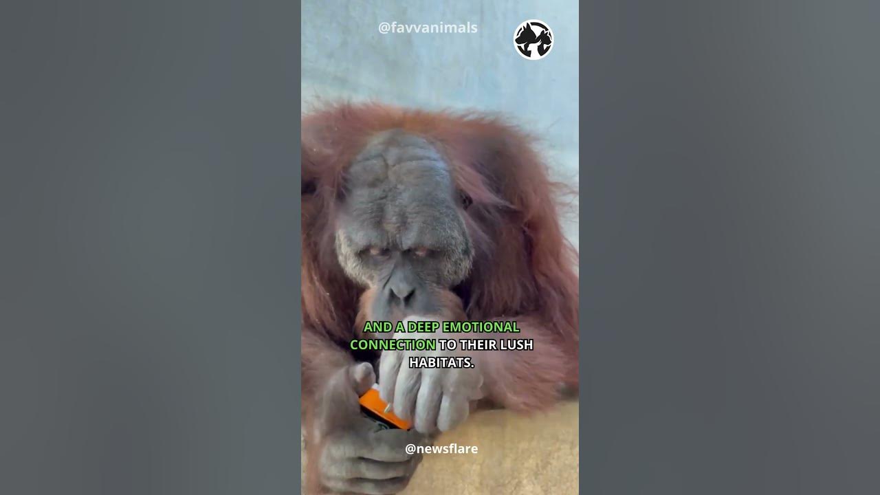 Video thumbnail for Heart of the Jungle: Orangutans in Borneo's Wilderness #shorts