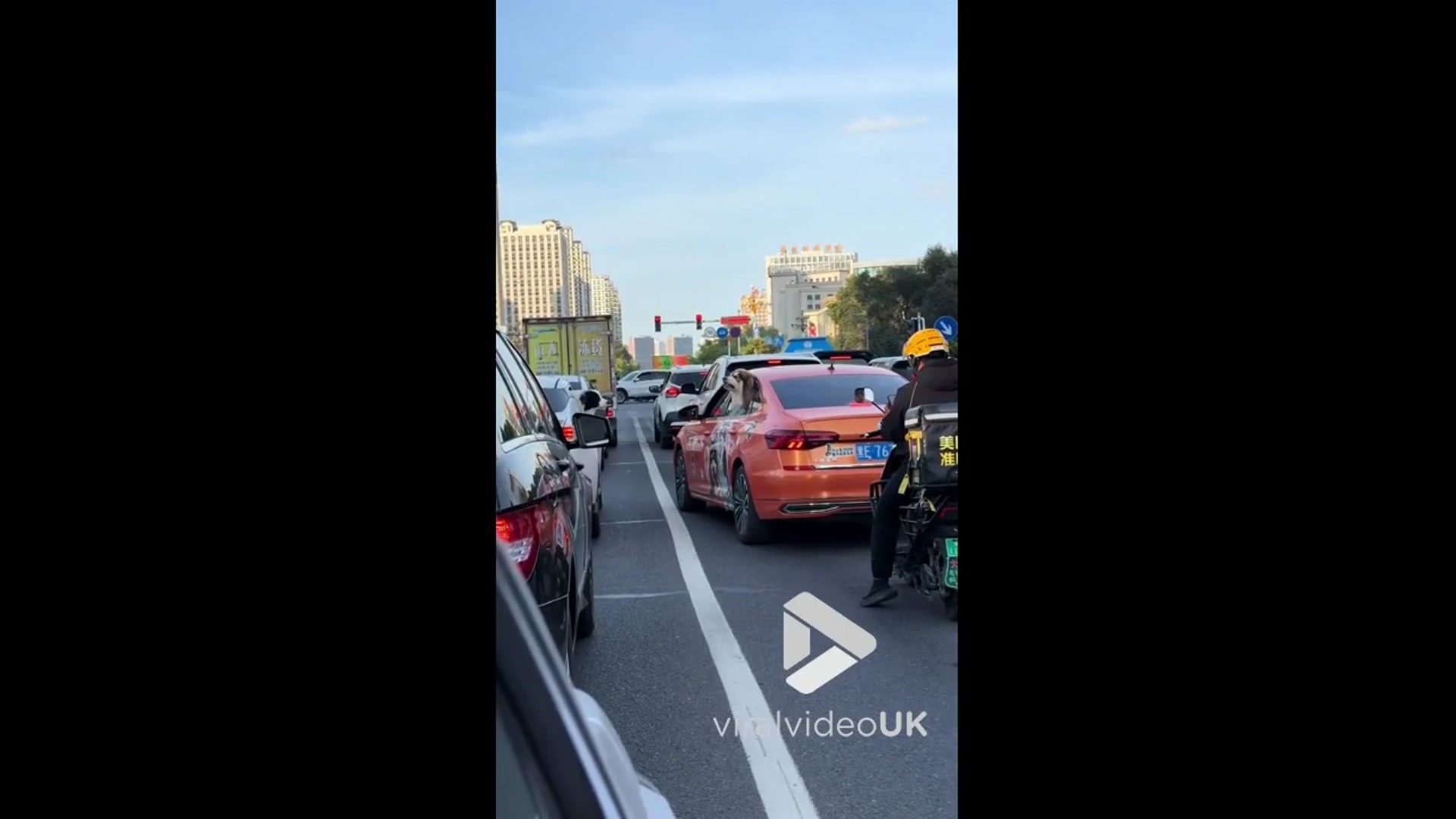 'Video thumbnail for VV5028 Dogs bark at each other through car windows'