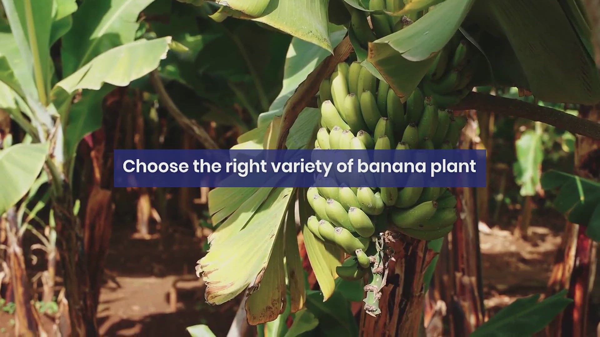 'Video thumbnail for How to Grow and Care for a Banana Plant'