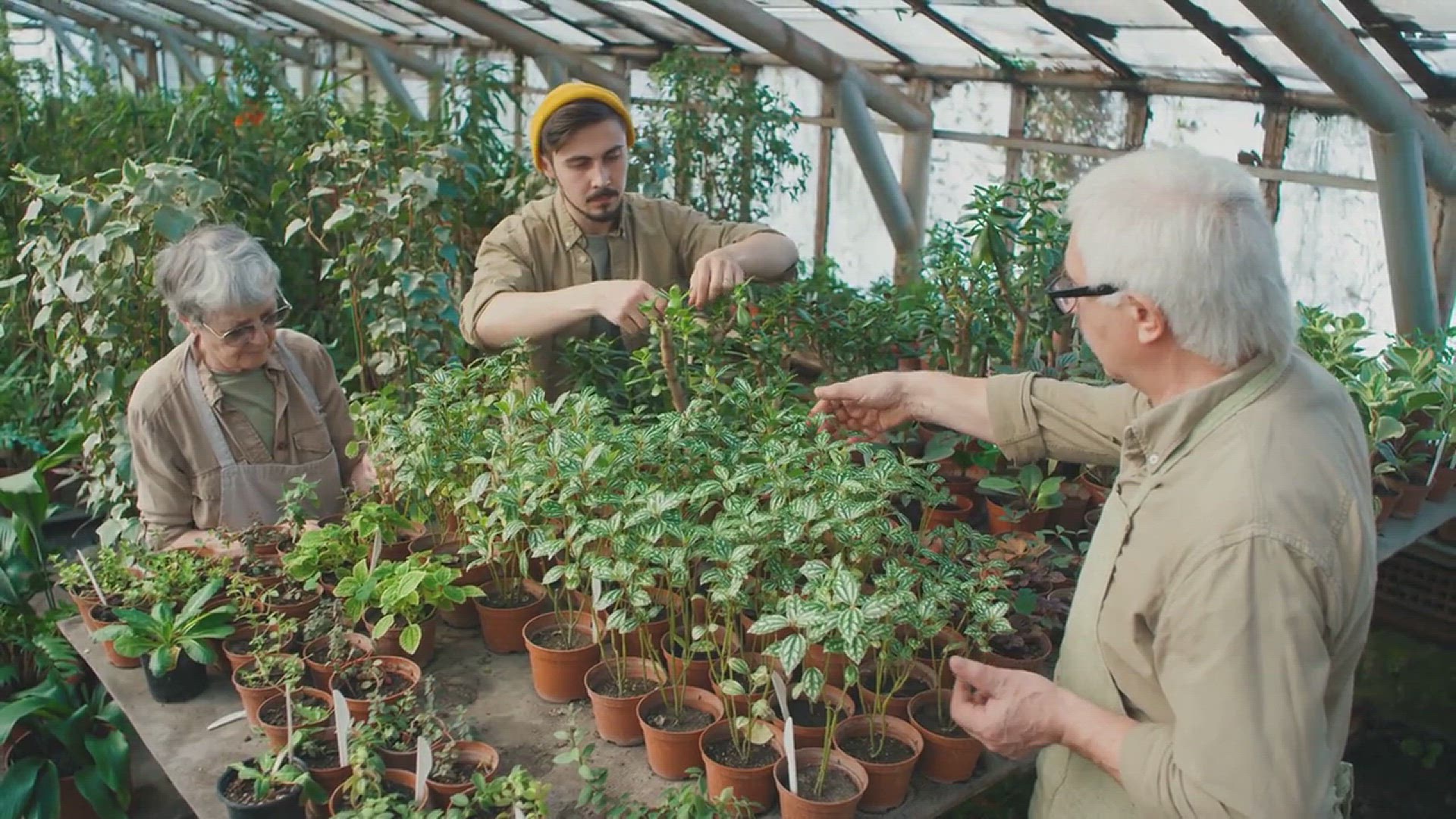 'Video thumbnail for How to Grow and Care for Poinsettia Flowers'