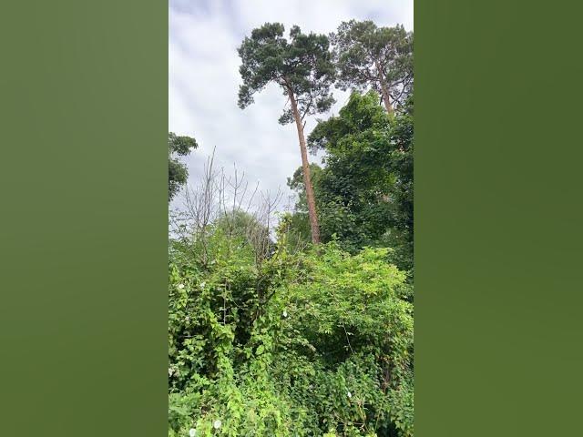 Video thumbnail for Nice trees