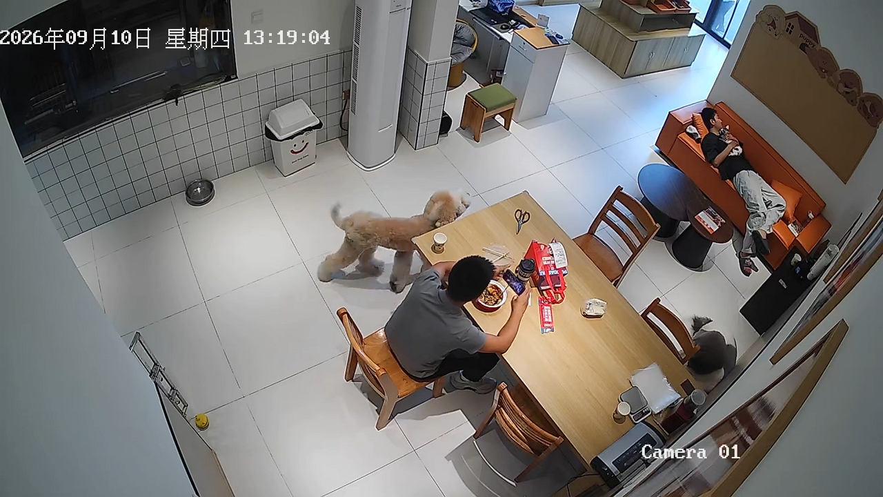 Video thumbnail for Dog Sneaks Owner’s Food While Door Visitor Arrives