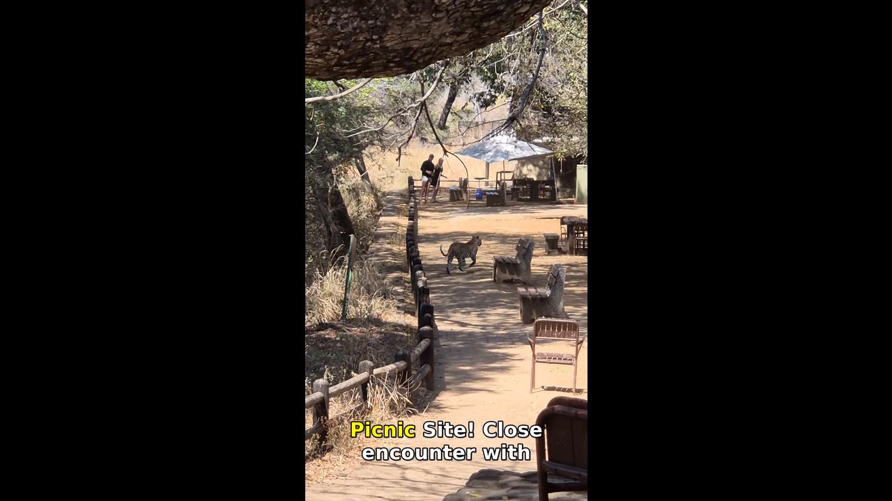 Video thumbnail for Leopard Jumps Off Fence Near Visitors at Kruger's Nkuhlu Picnic Site