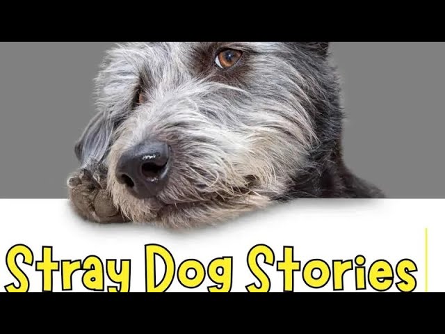 'Video thumbnail for The Stray Dog Sparky and His Journey to Fame'