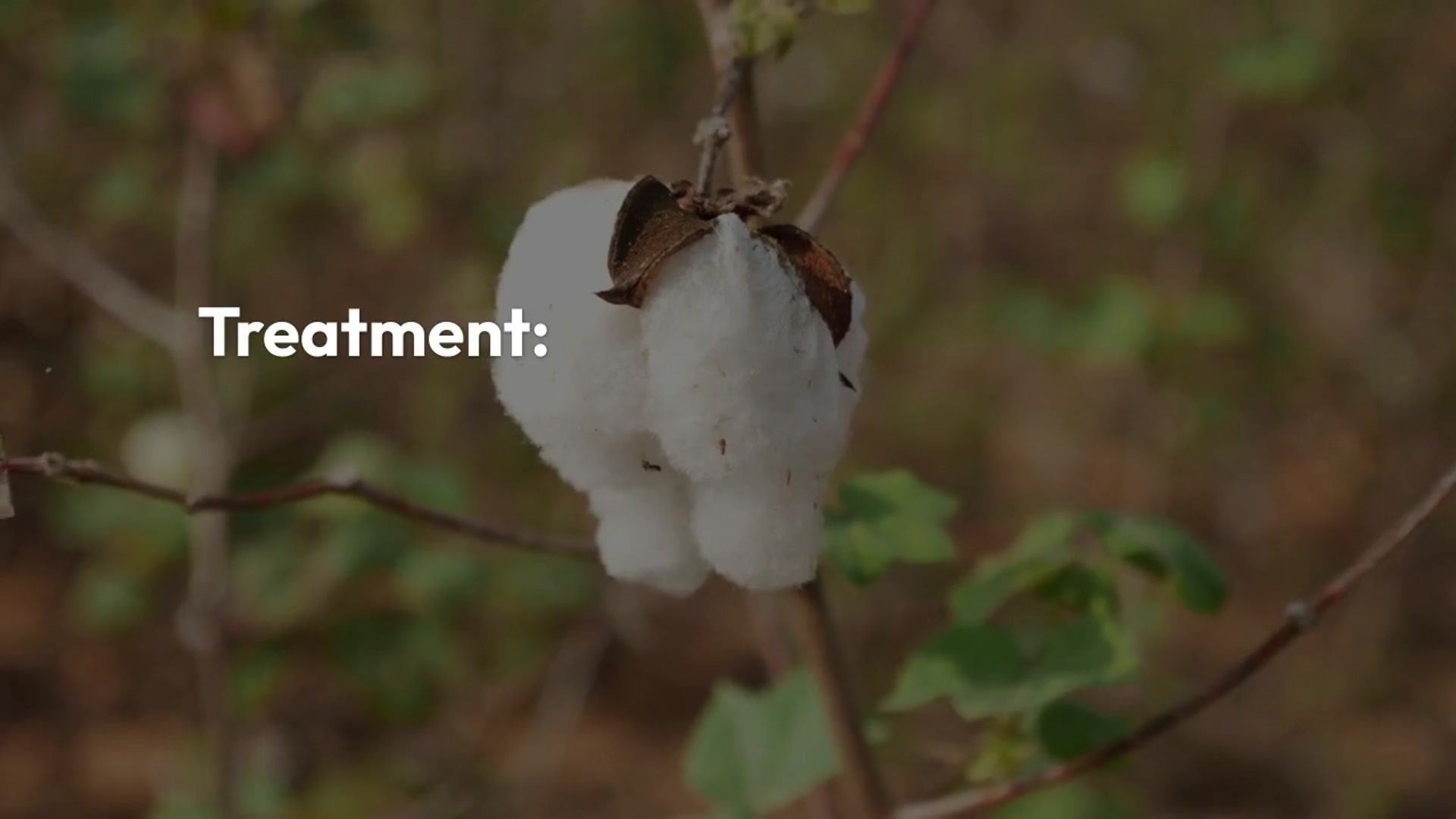 Video thumbnail for Philodendron Birkin Pests And Diseases