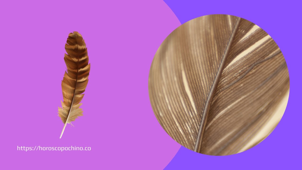 'Video thumbnail for Brown feather spiritual meaning: video blog'