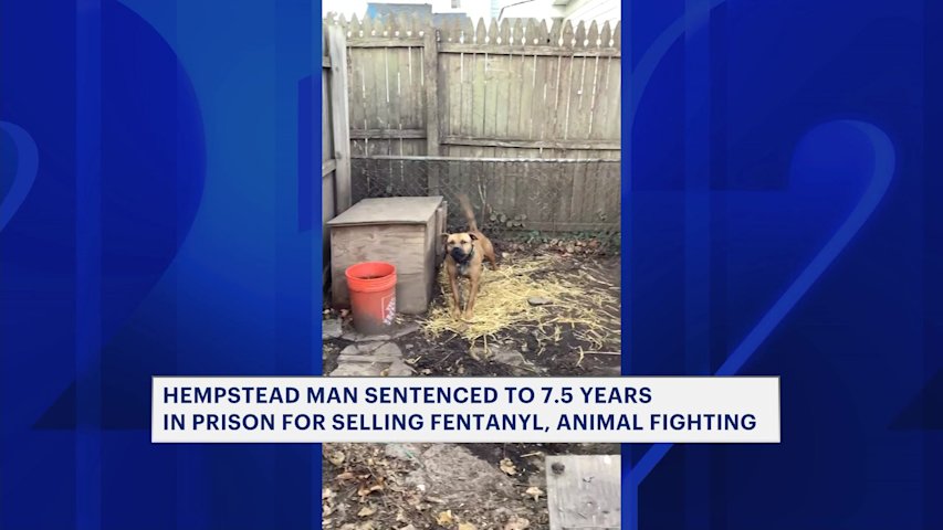 Video thumbnail for Hempstead man gets prison time, lifetime animal ban for dogfighting & selling fentanyl