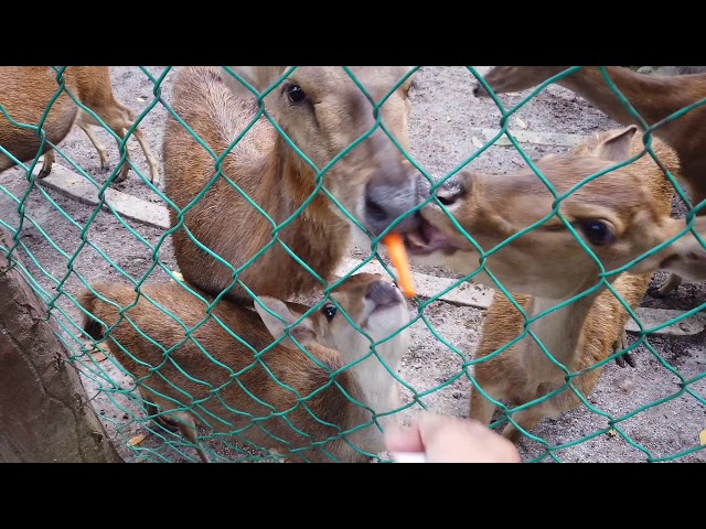 Video thumbnail for Khaled Akil bagi makan rusa