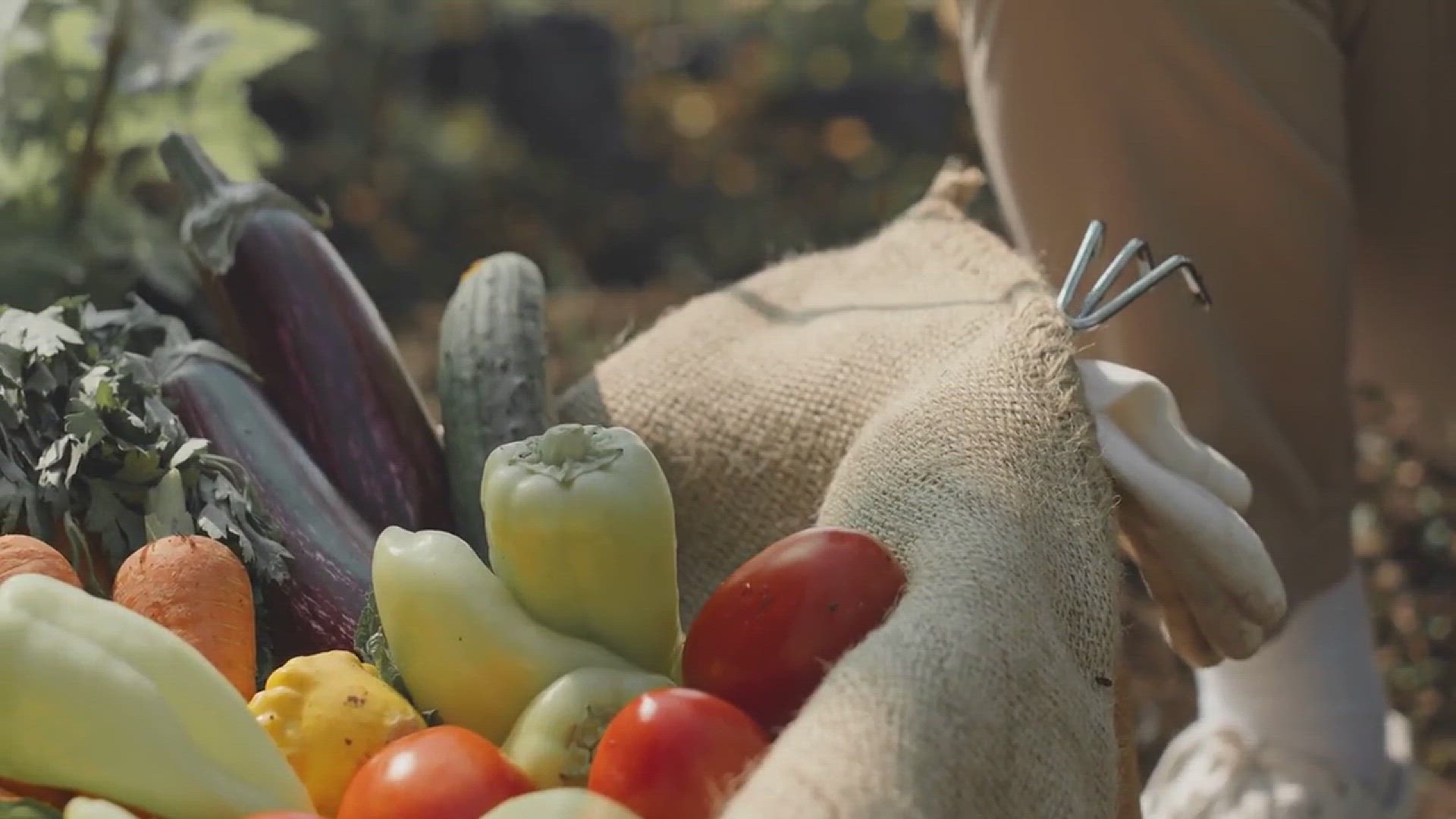 'Video thumbnail for Tips for Growing Cucumbers in the Backyard'