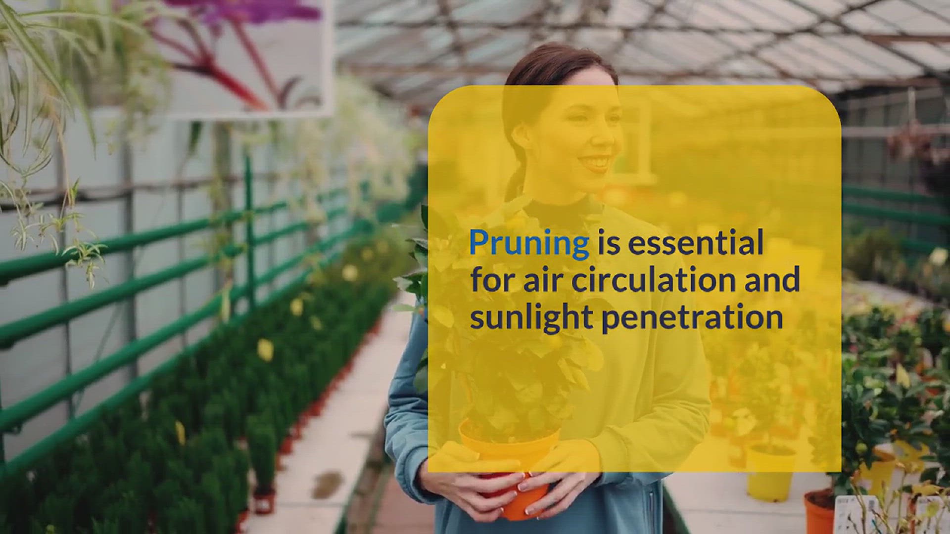'Video thumbnail for How to Boost Lemon Trees Growth'