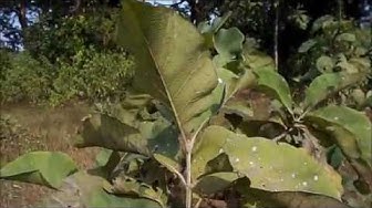 'Video thumbnail for Trees in India/Teak wood tree/Teak wood plant in India'