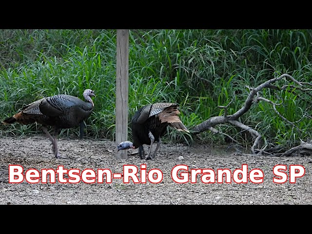 Video thumbnail for Wild Birds of the Lower Rio Grande Valley